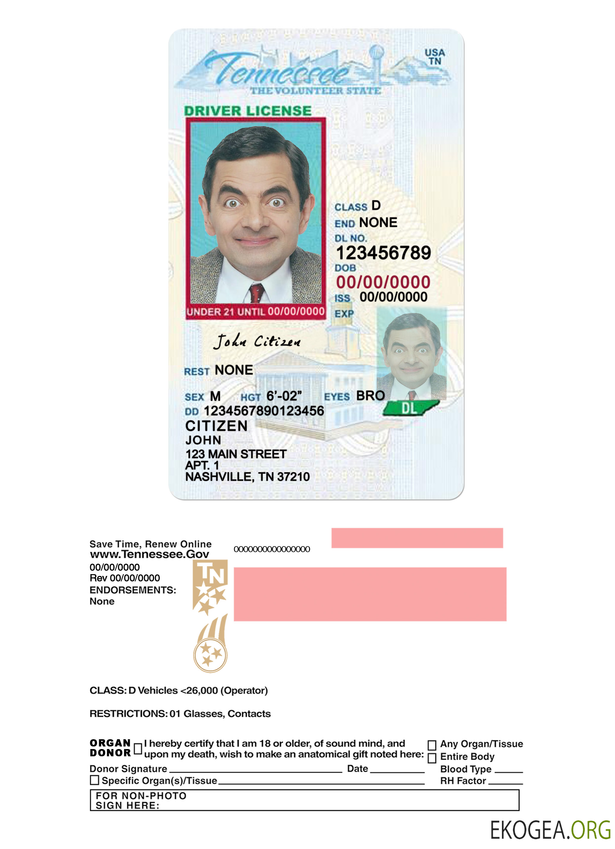 Usa Tennessee driving license under 21 template